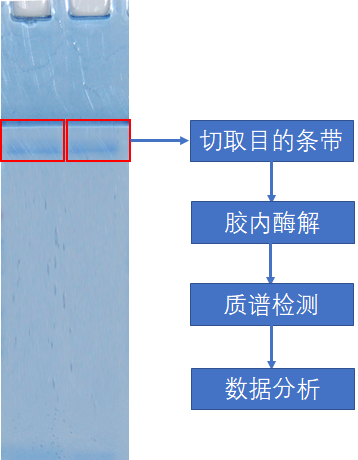 蛋白混合物鉴定