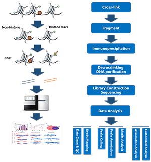ChIP-seq