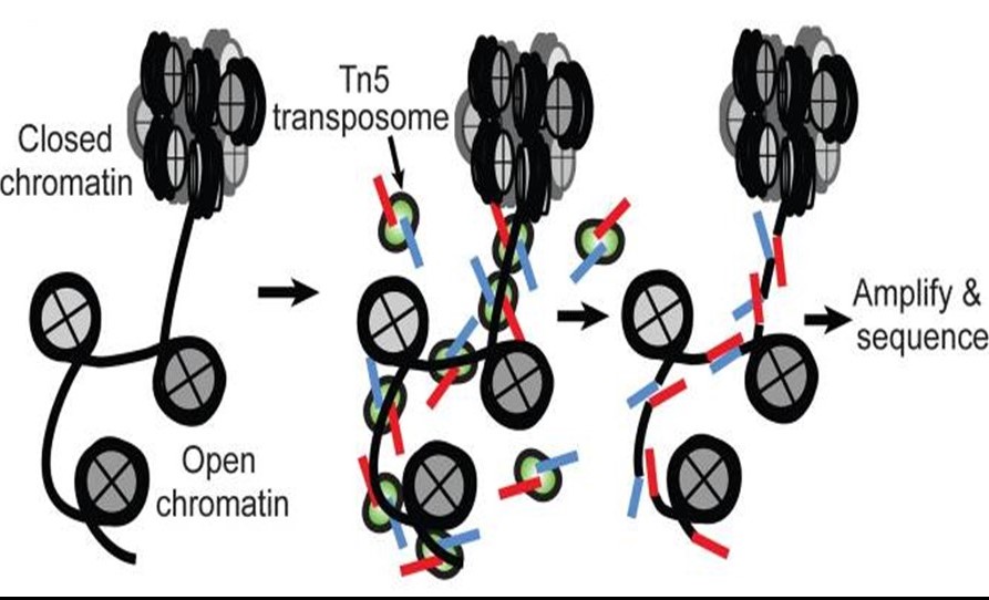 ATAC-seq